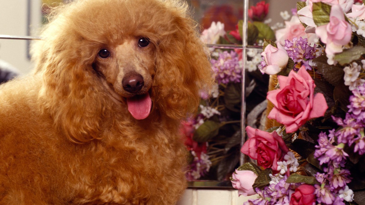 Пудель с букетом