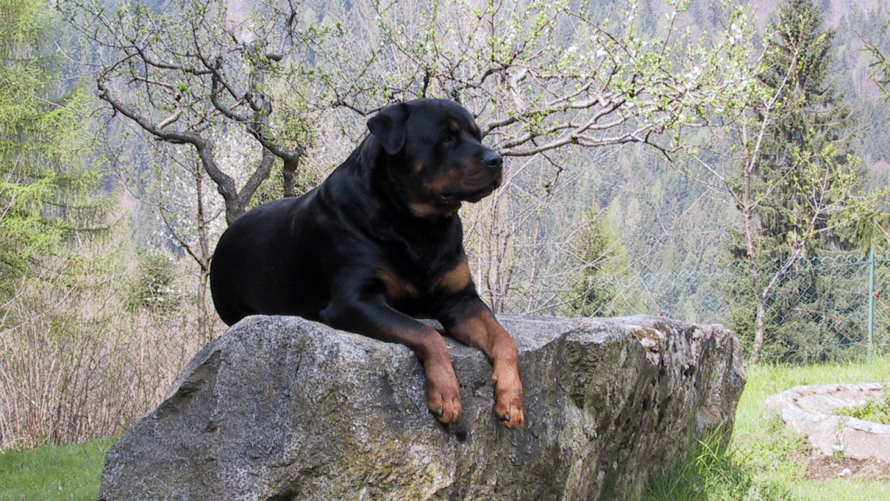 Гордый ротвейлер на камне