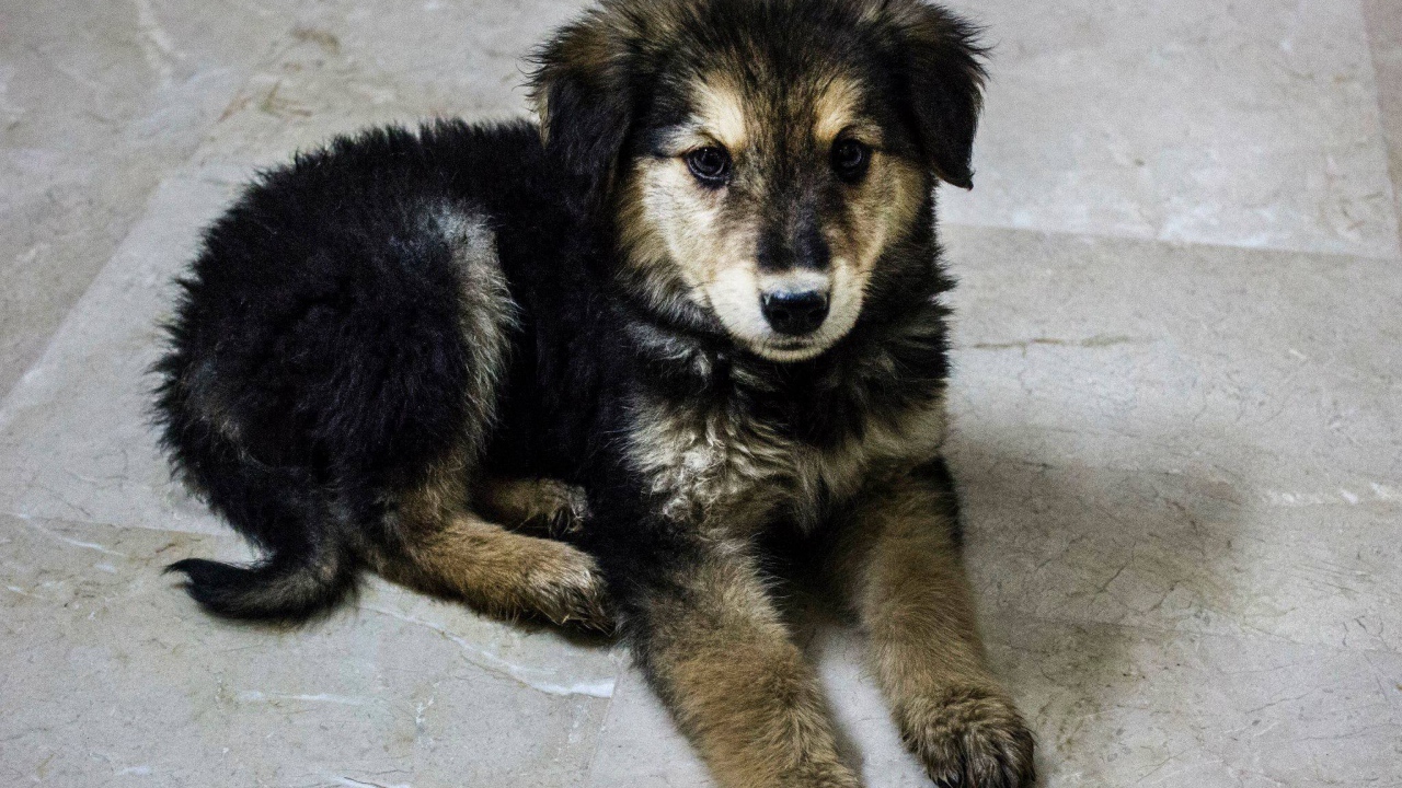 Щенок собаки муди