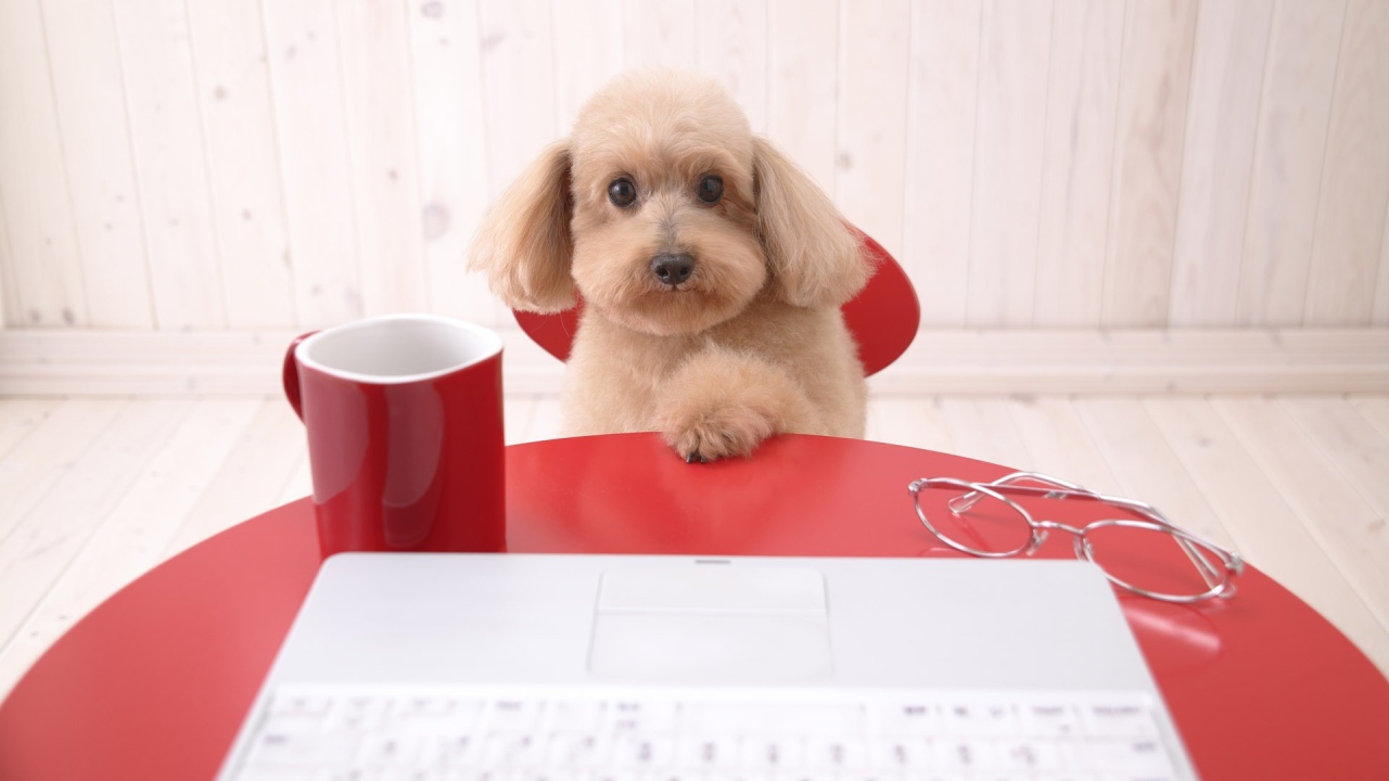 Щенок пуделя за столом