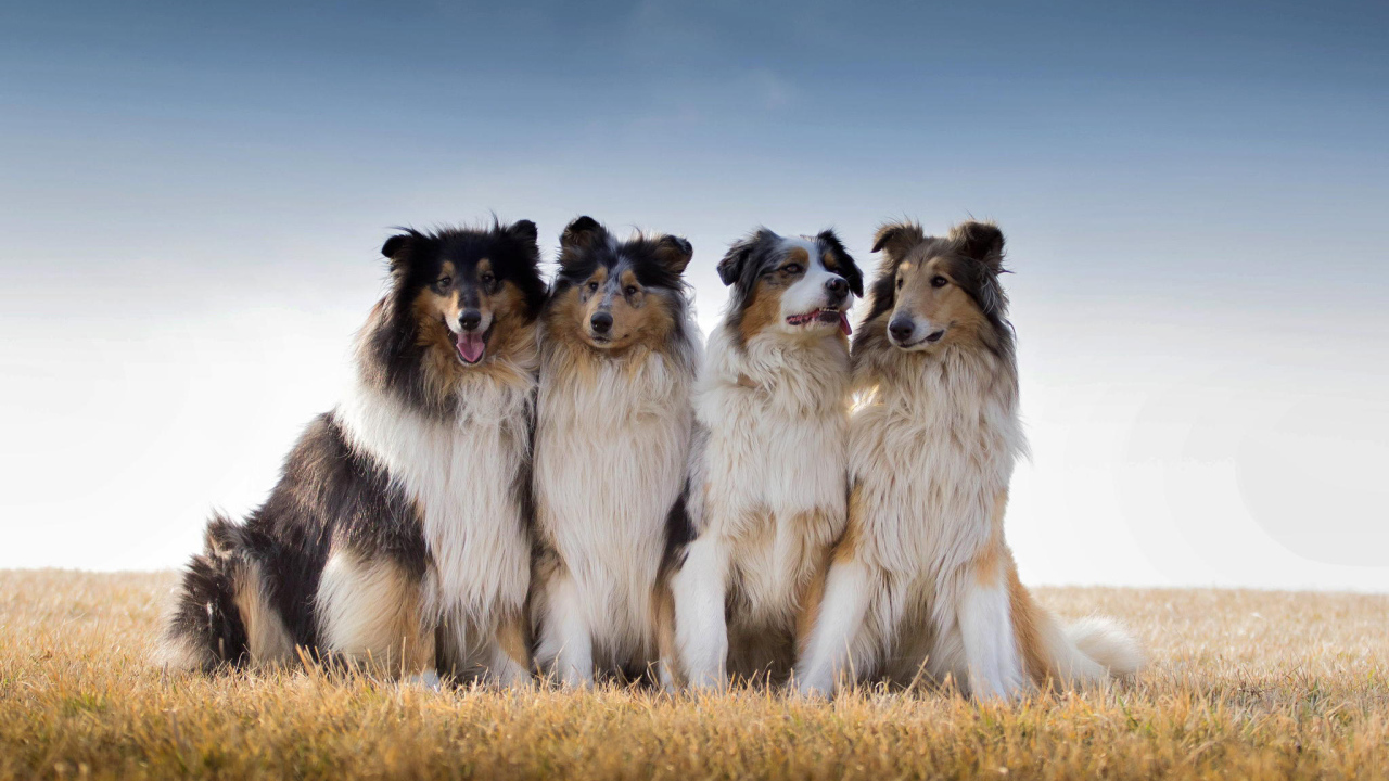 Квартет собак породы колли
