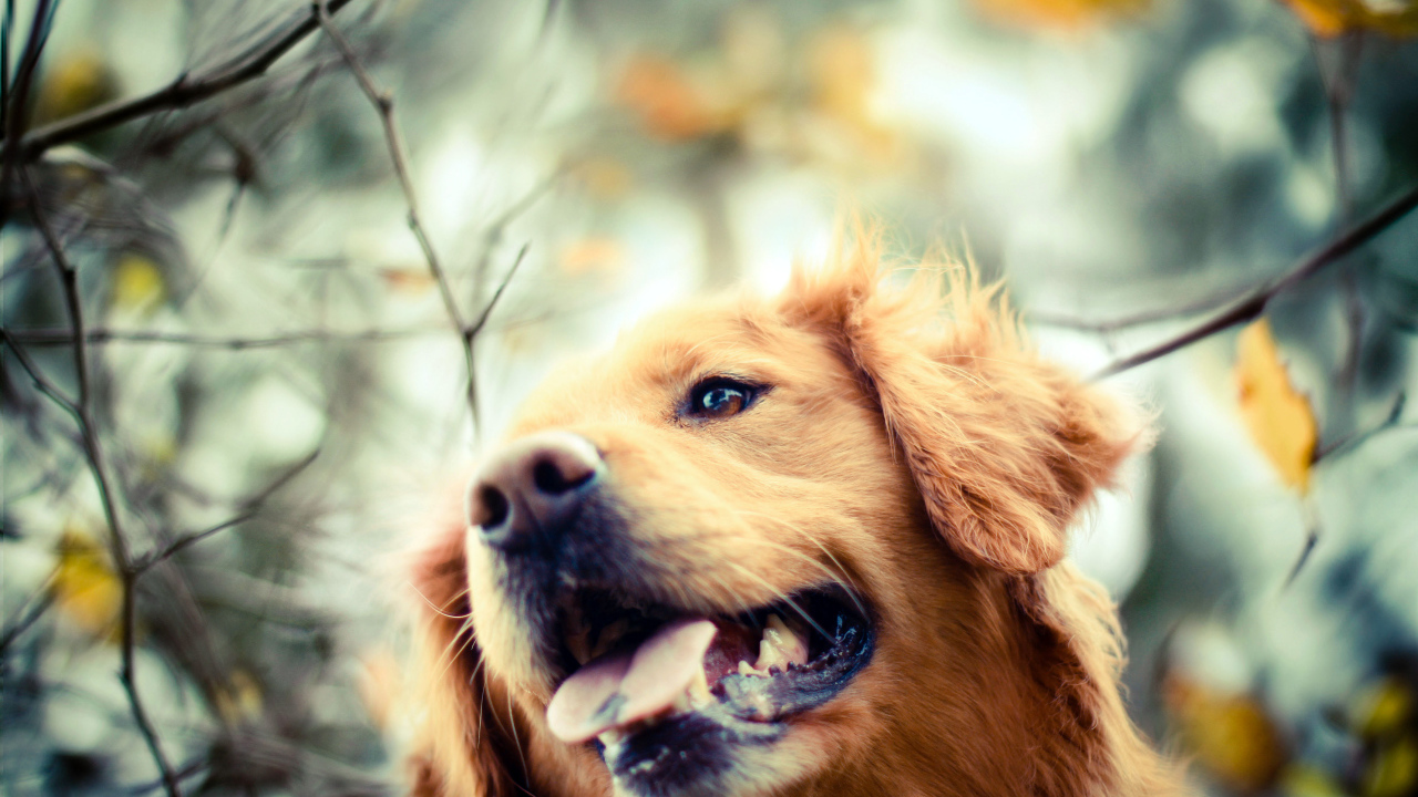 Ретривер в осеннем парке