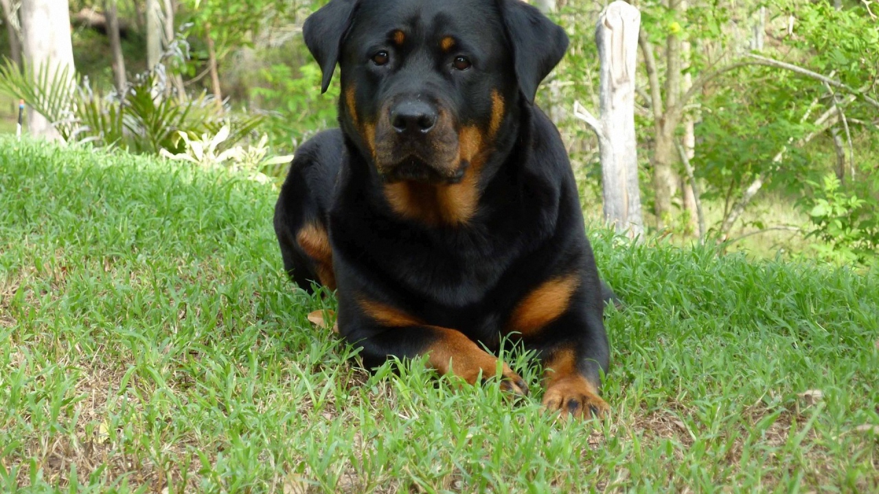 Собака ротвейлер в весеннем лесу