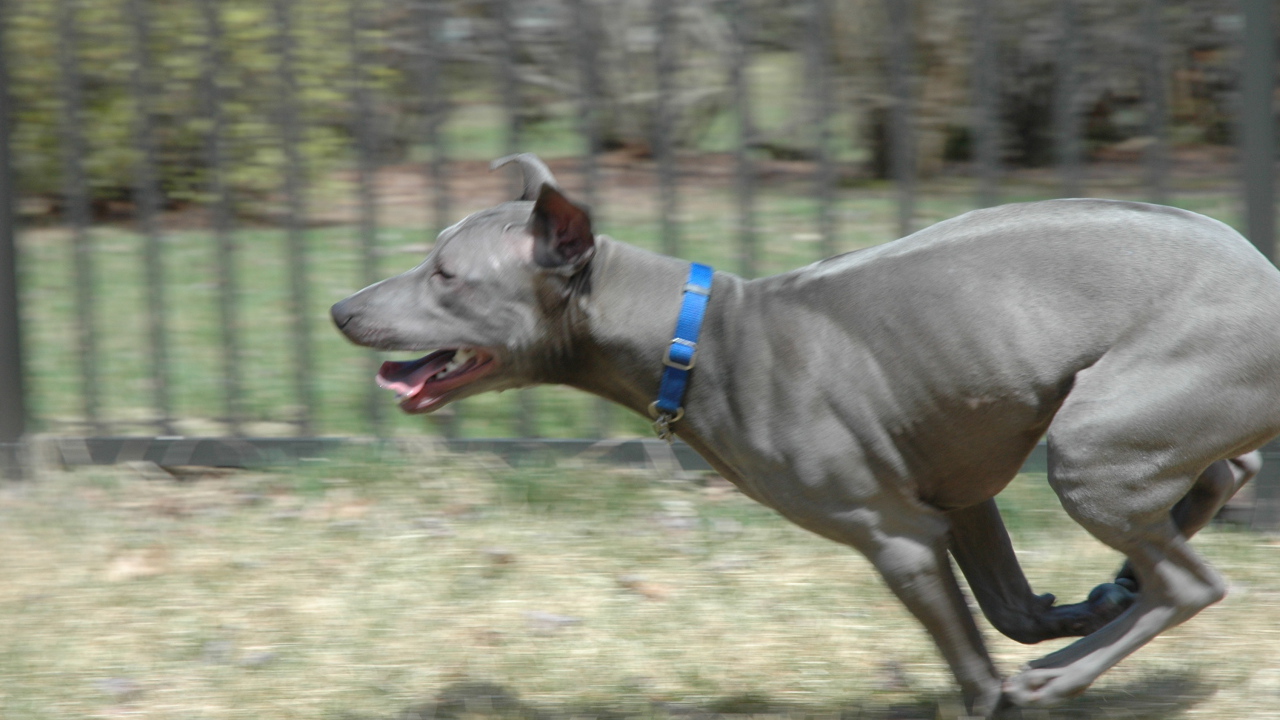 Бег тайского риджбека