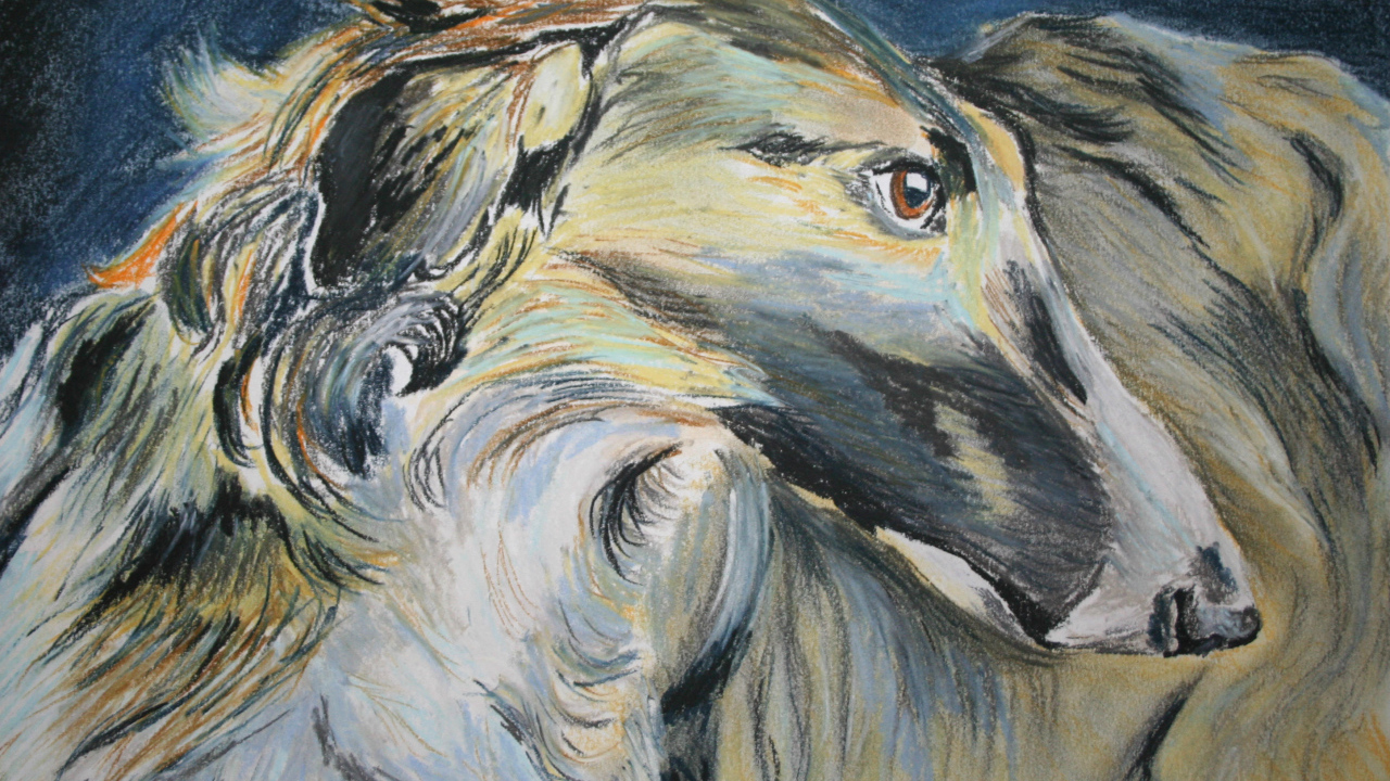 Русская борзая на рисунке