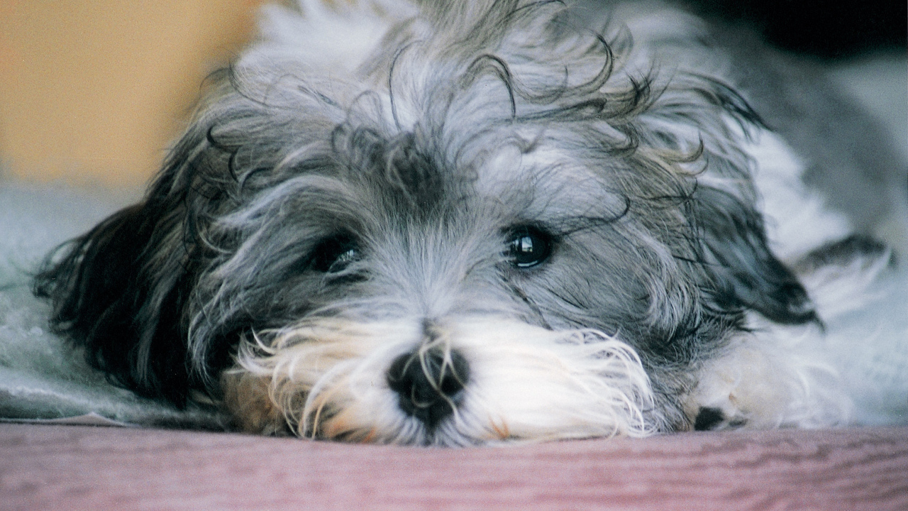 Грустная русская болонка