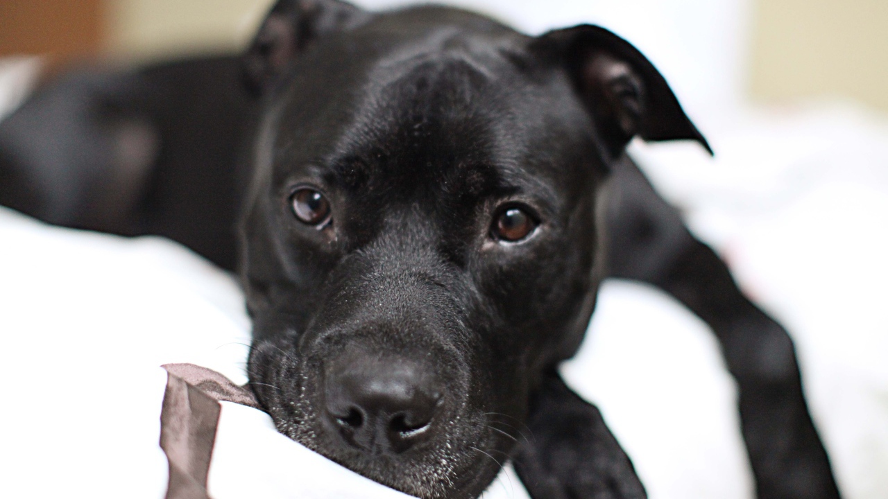 Грустный черный питбуль