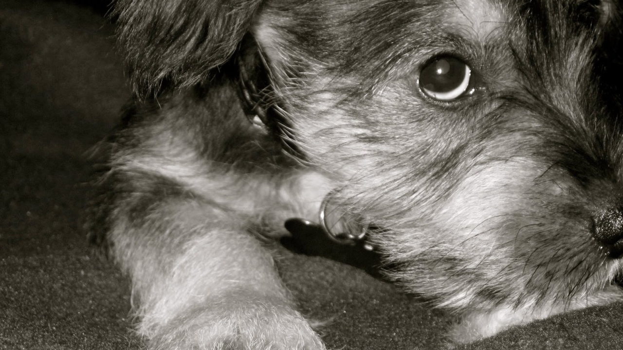 Грустная собака шнауцер