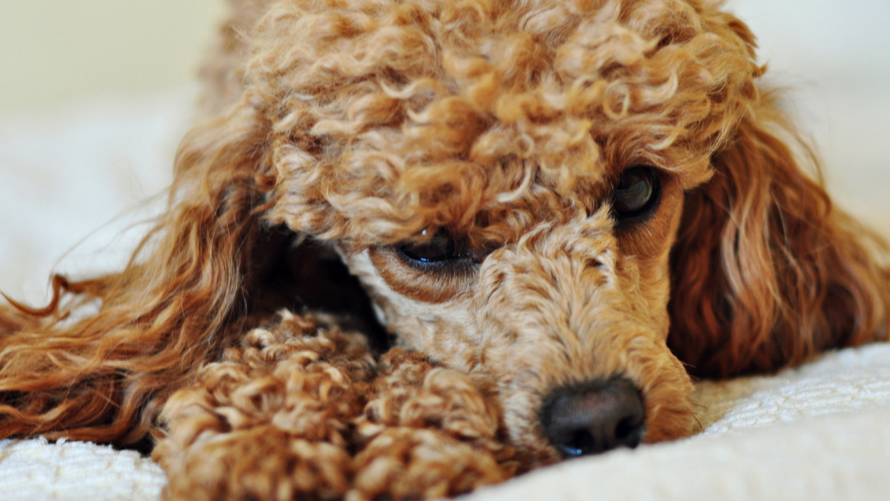 Грустный пудель лежит