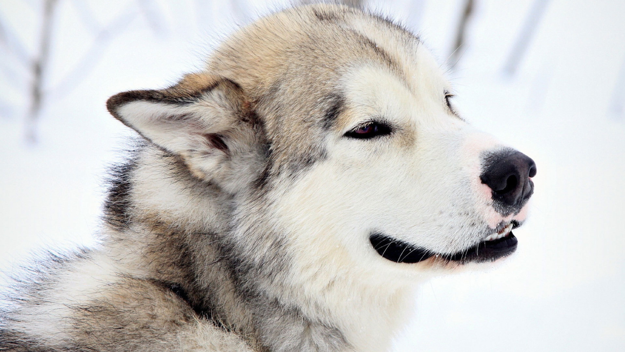 Грустный взгляд лайки