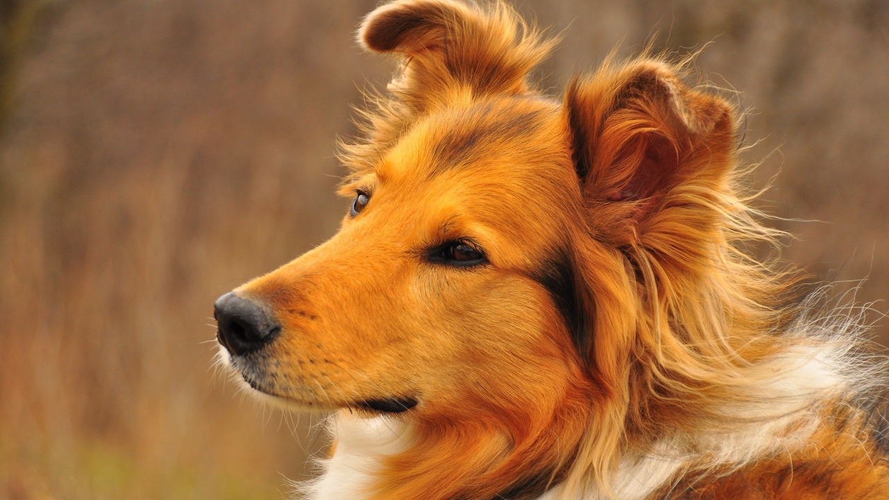 Грустный взгляд рыжей колли