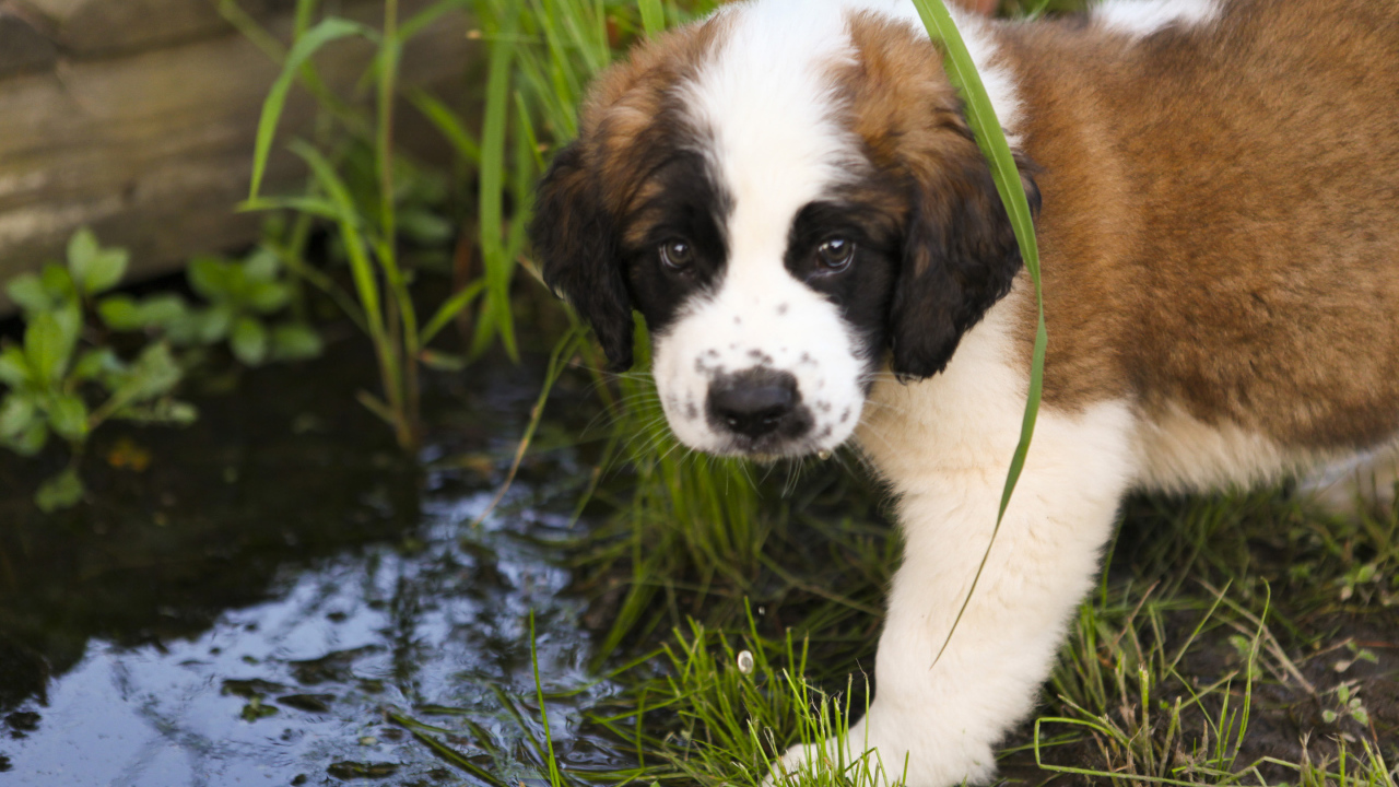 Щенок сенбернара у ручья