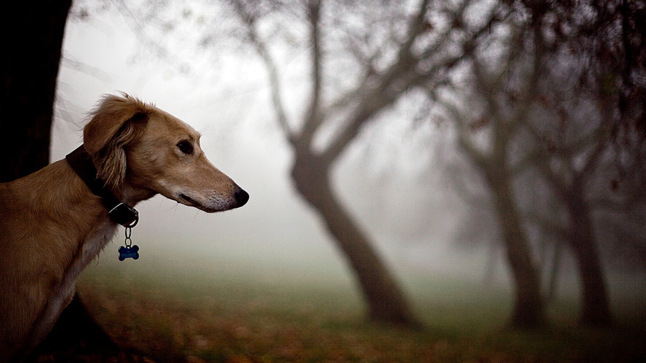 Салюки в лесу