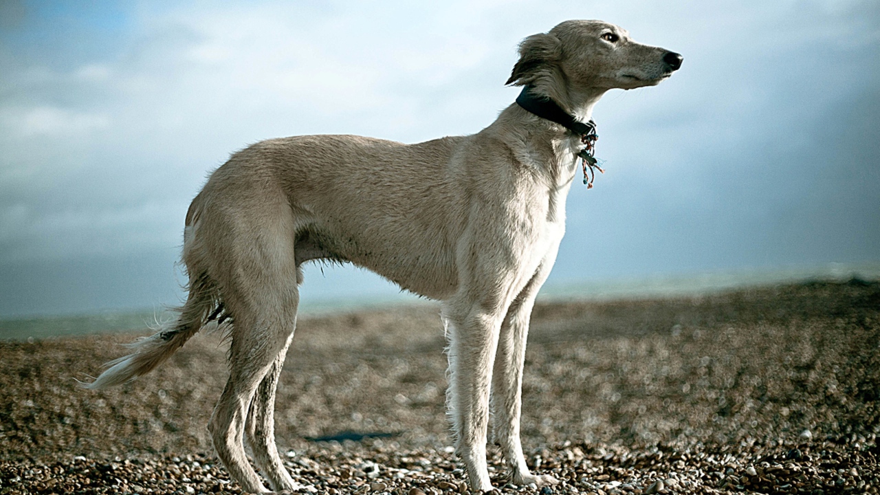 Салюки на гальке