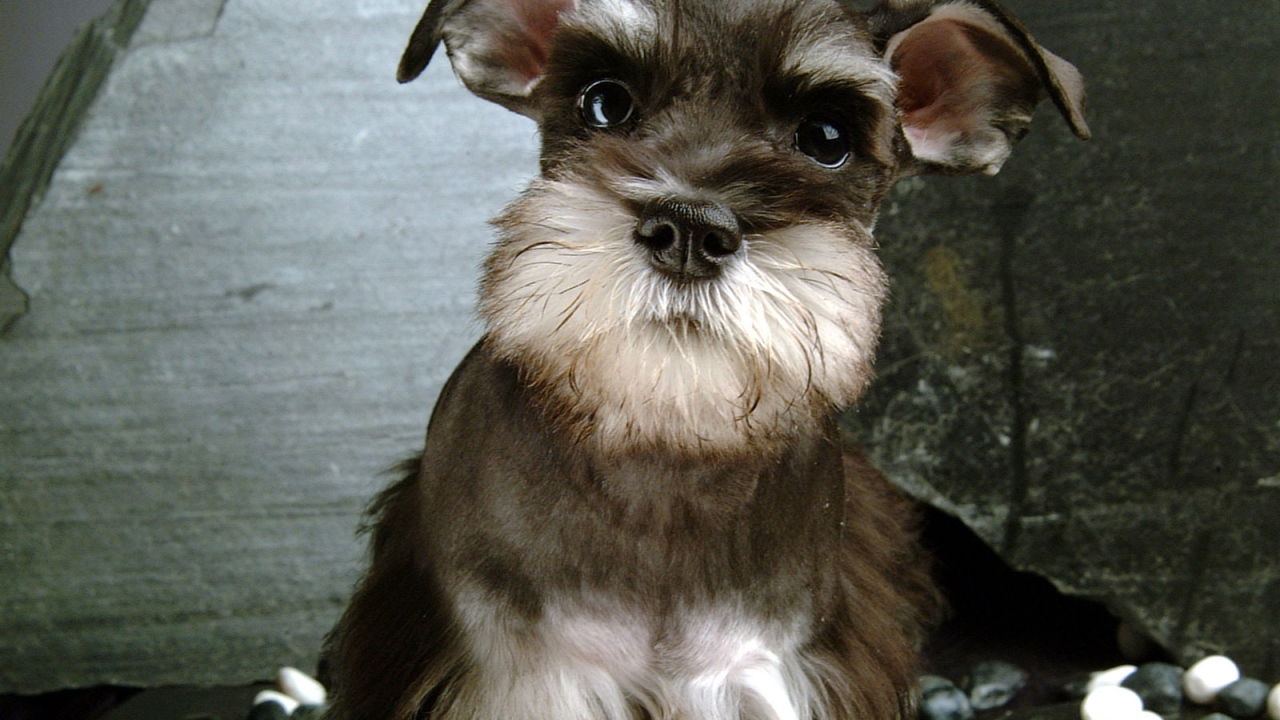 Собака шнауцер коричневого цвета