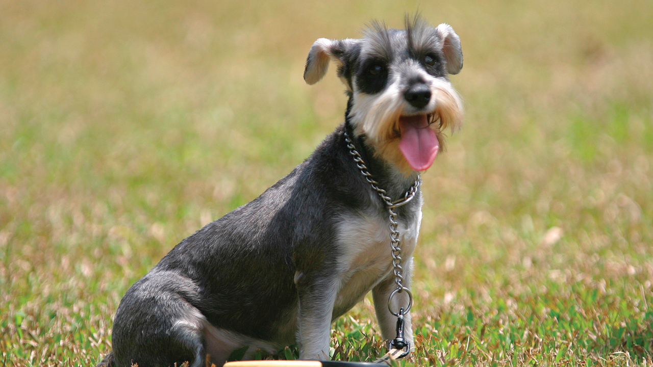 Собака шнауцер на поляне