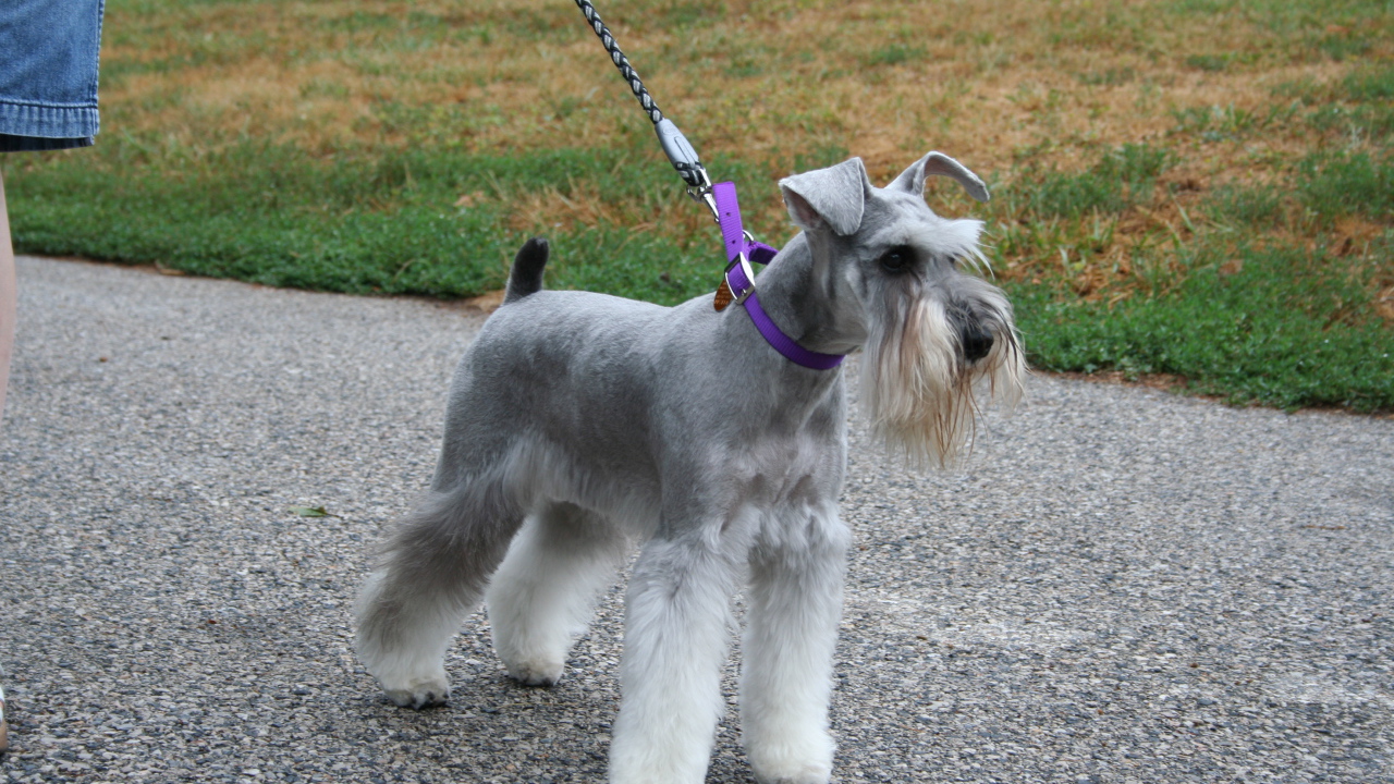 Шнауцер на прогулке