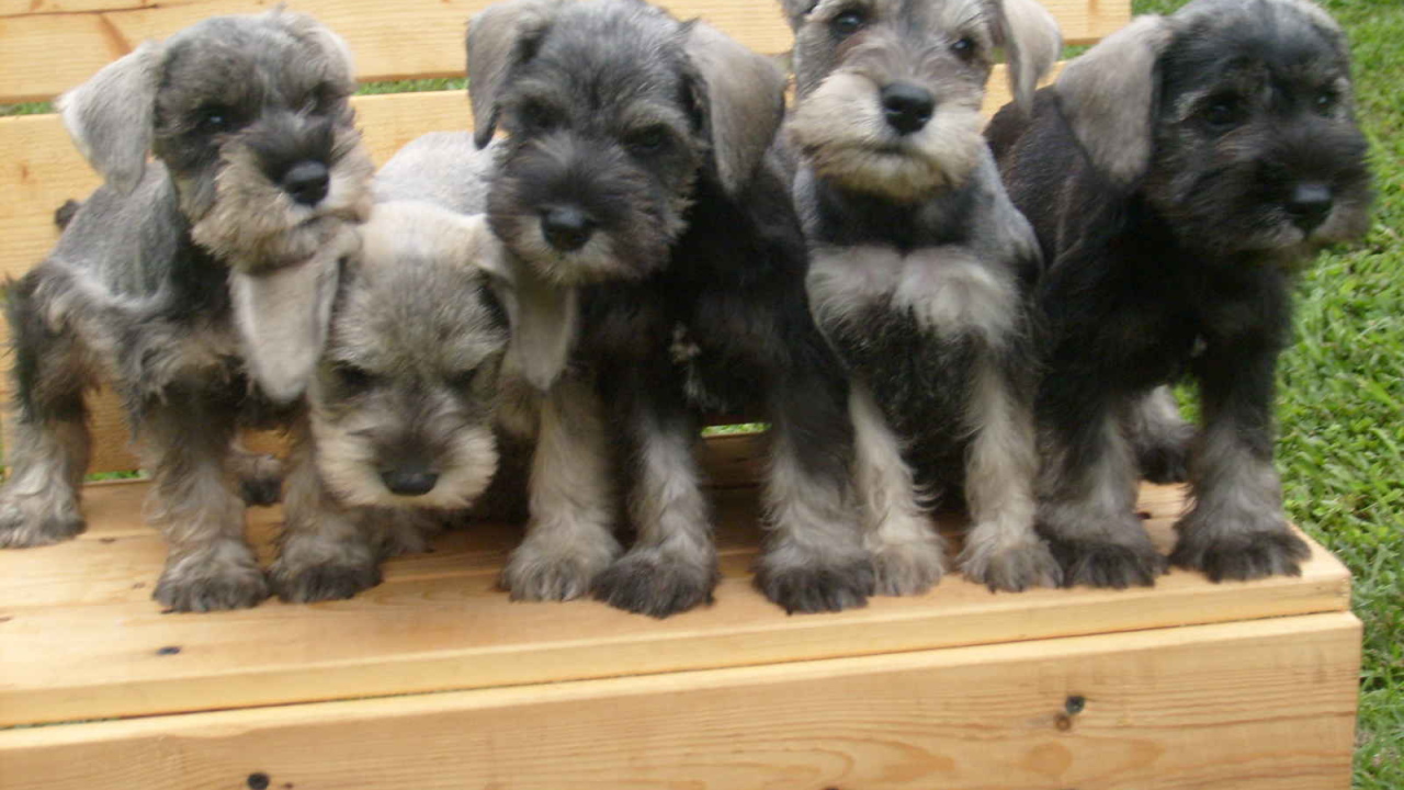 Щенки шнауцера на лавке