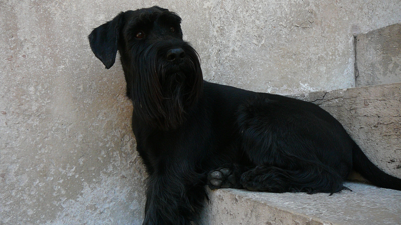 Шнауцер сидит на ступеньках