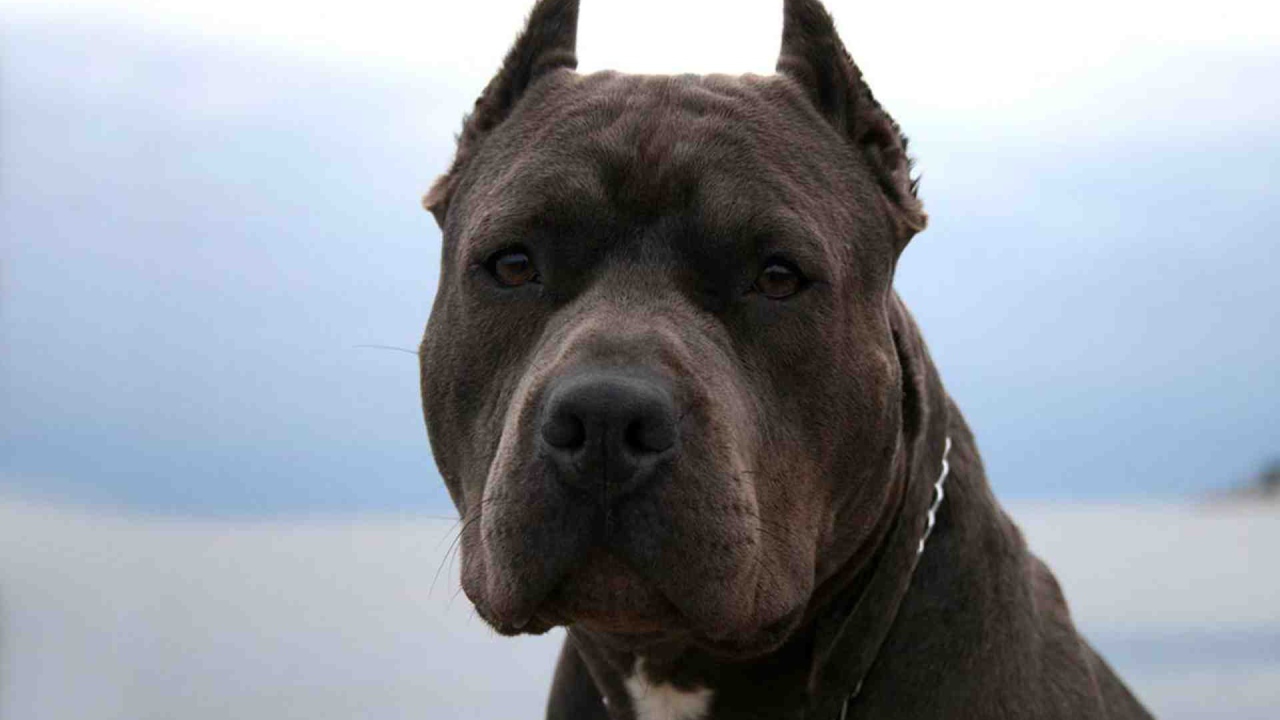 Серьезный взгляд питбуля