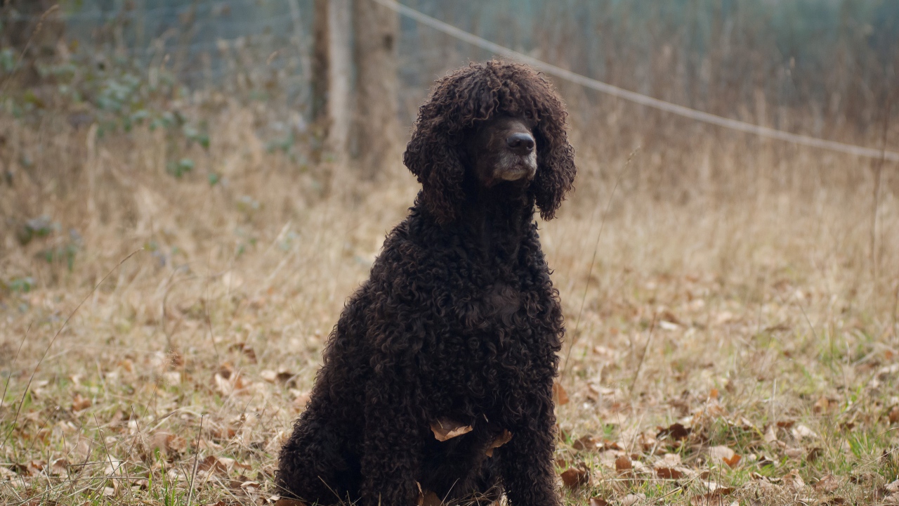 Лохматый ирландский водяной спаниель