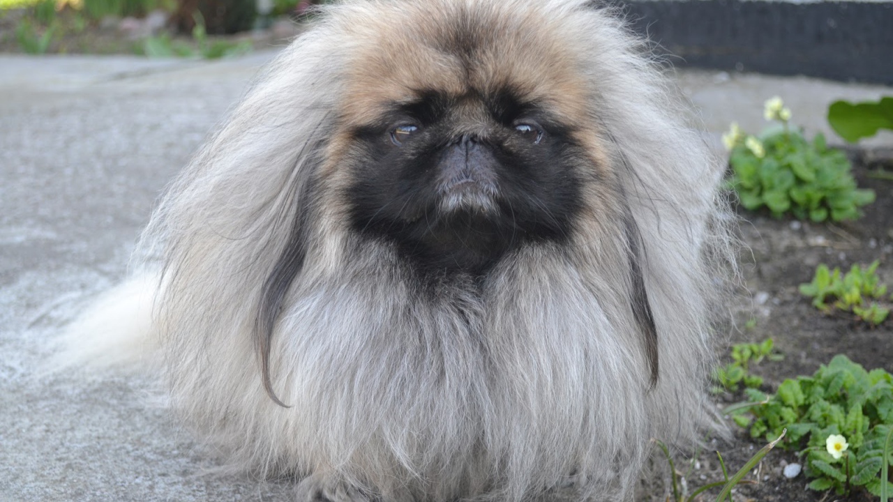 Лохматый пекинес на прогулке