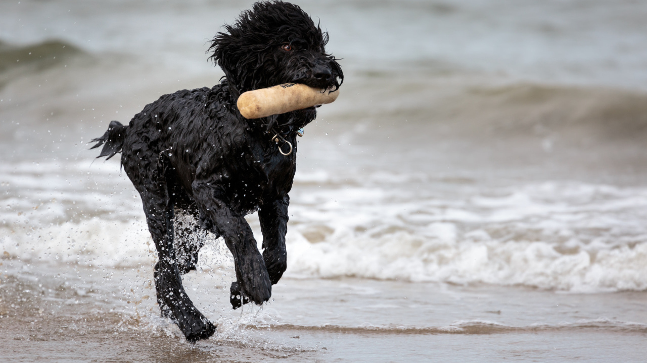 Лохматый барбет на пляже