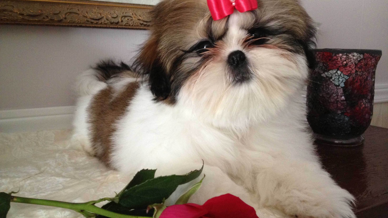 Собака шитцу с розой