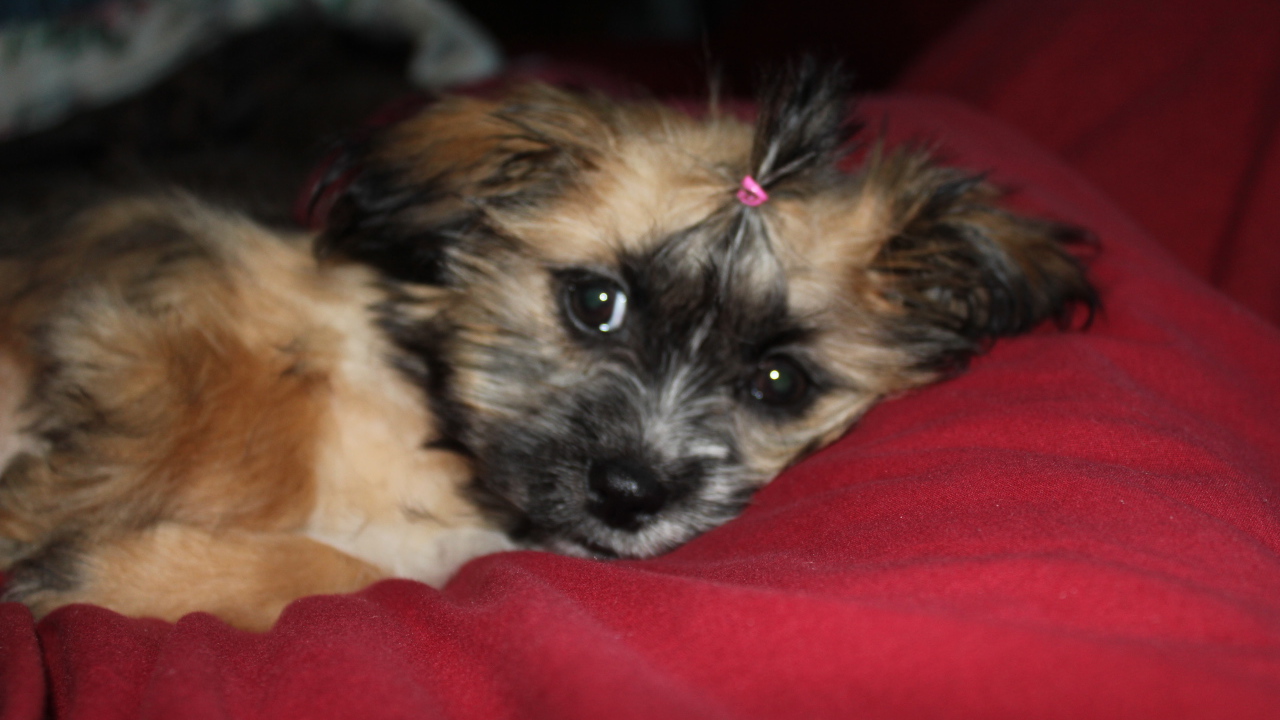 Шитцу лежит на перине