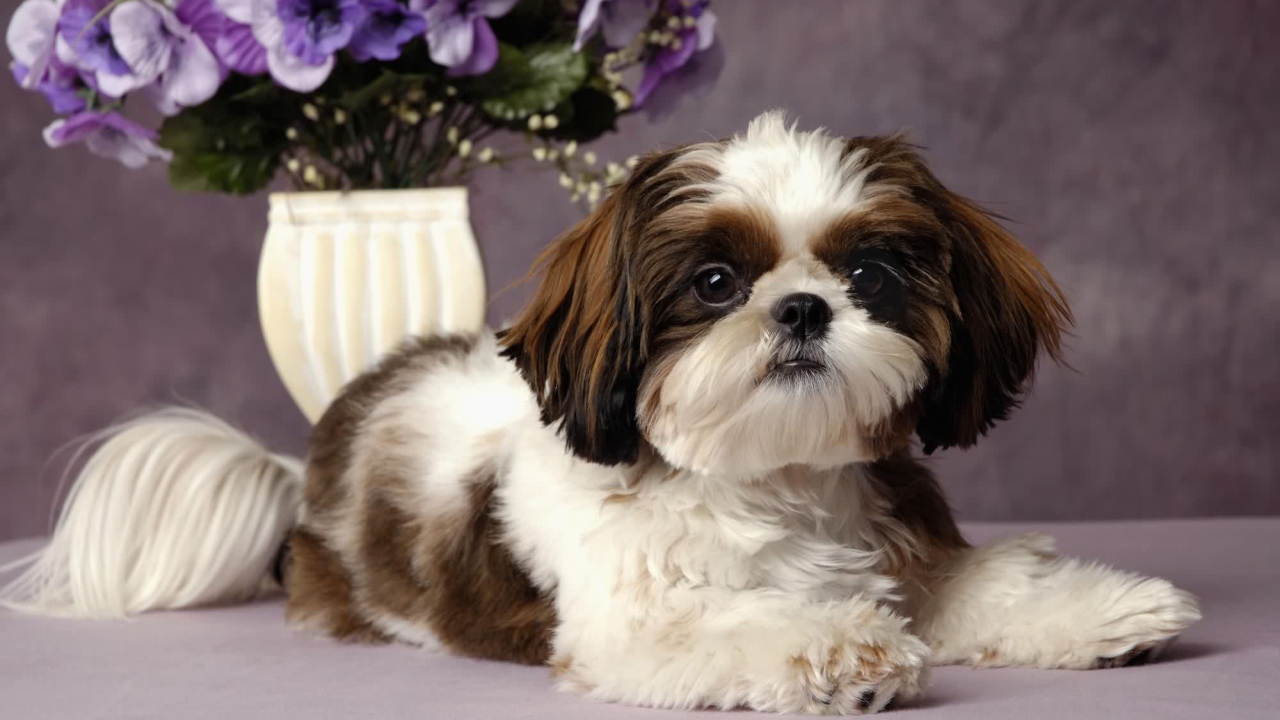 Шитцу с букетом