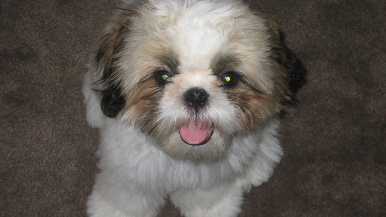 Шитцу с горящими глазами