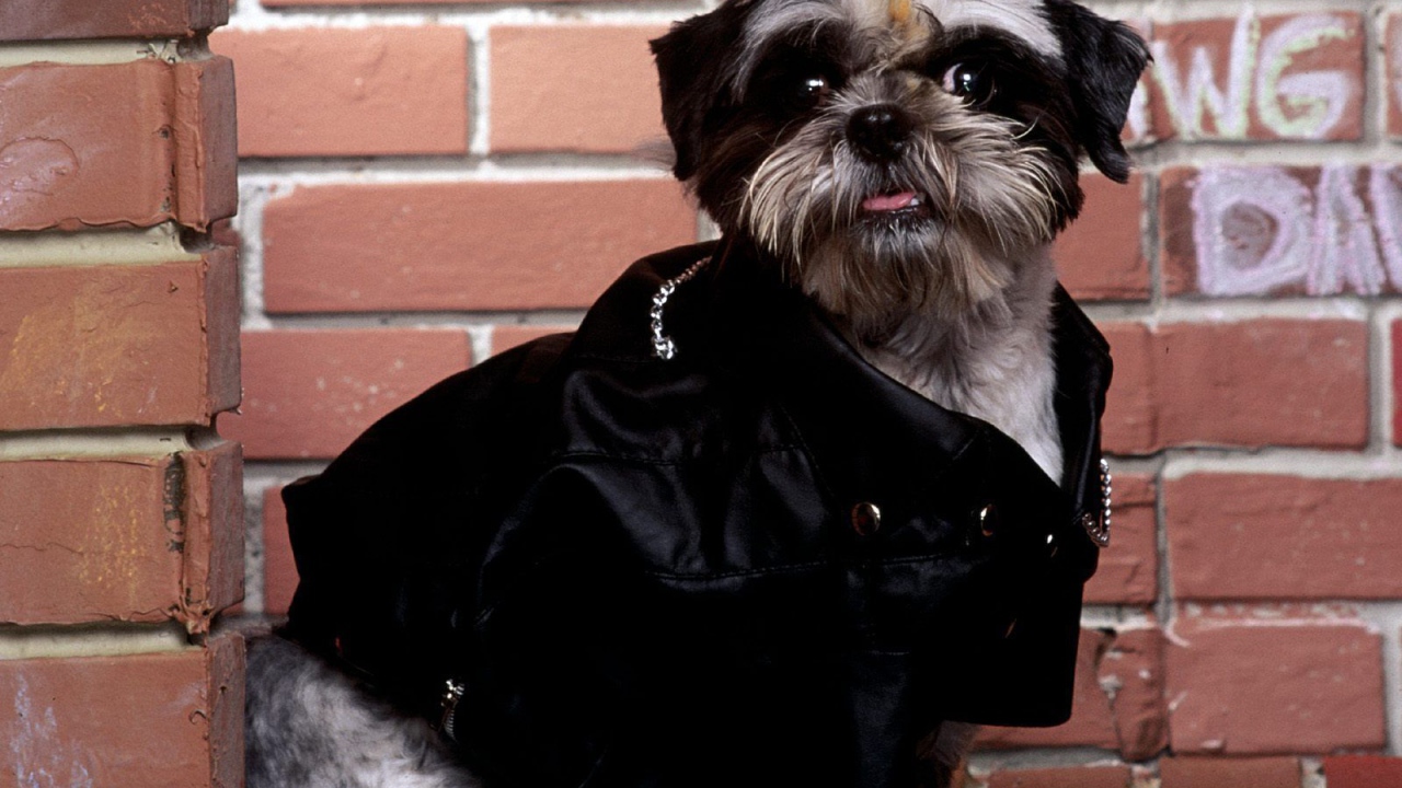 Собака шитцу гангстер