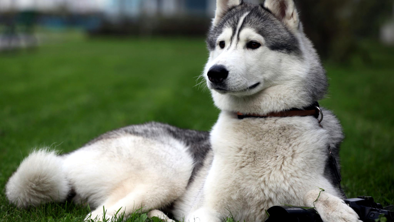 Сибирская лайка позирует