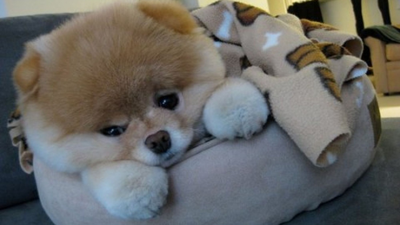 Маленький шпиц отдыхает