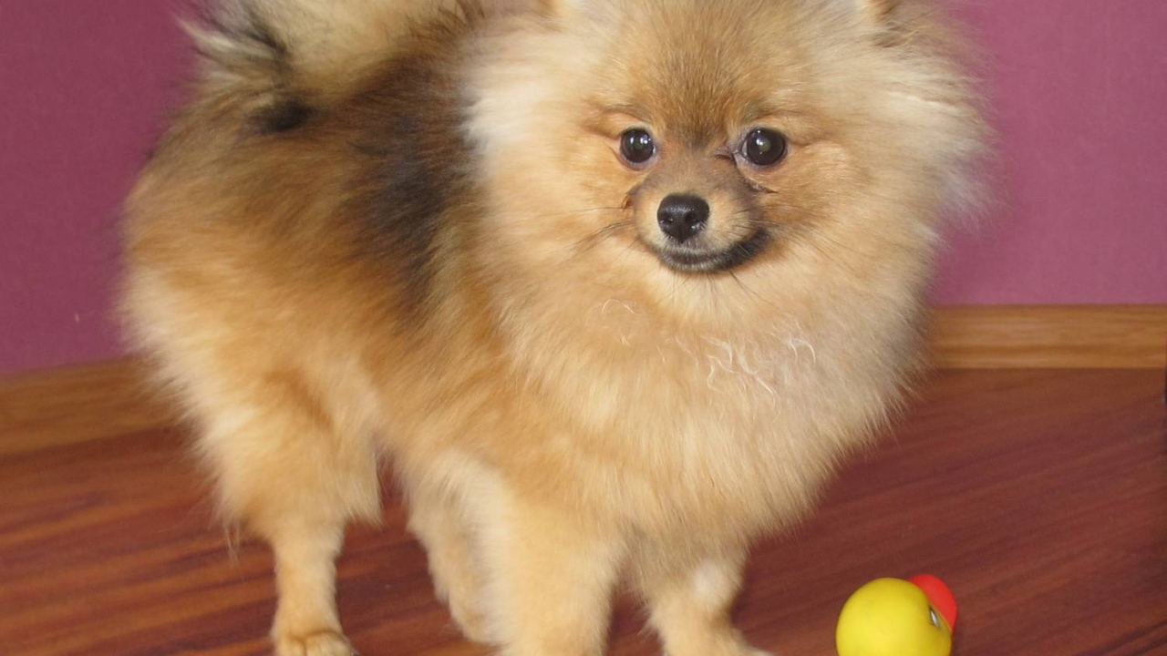 Маленький шпиц с игрушкой