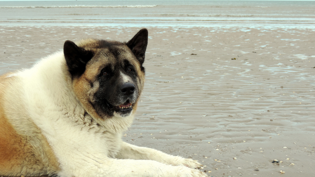 Улыбка американской акиты