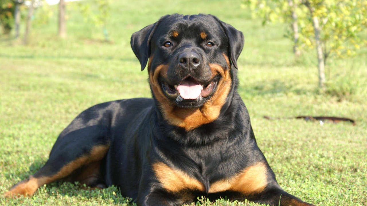 Улыбающийся пес ротвейлер