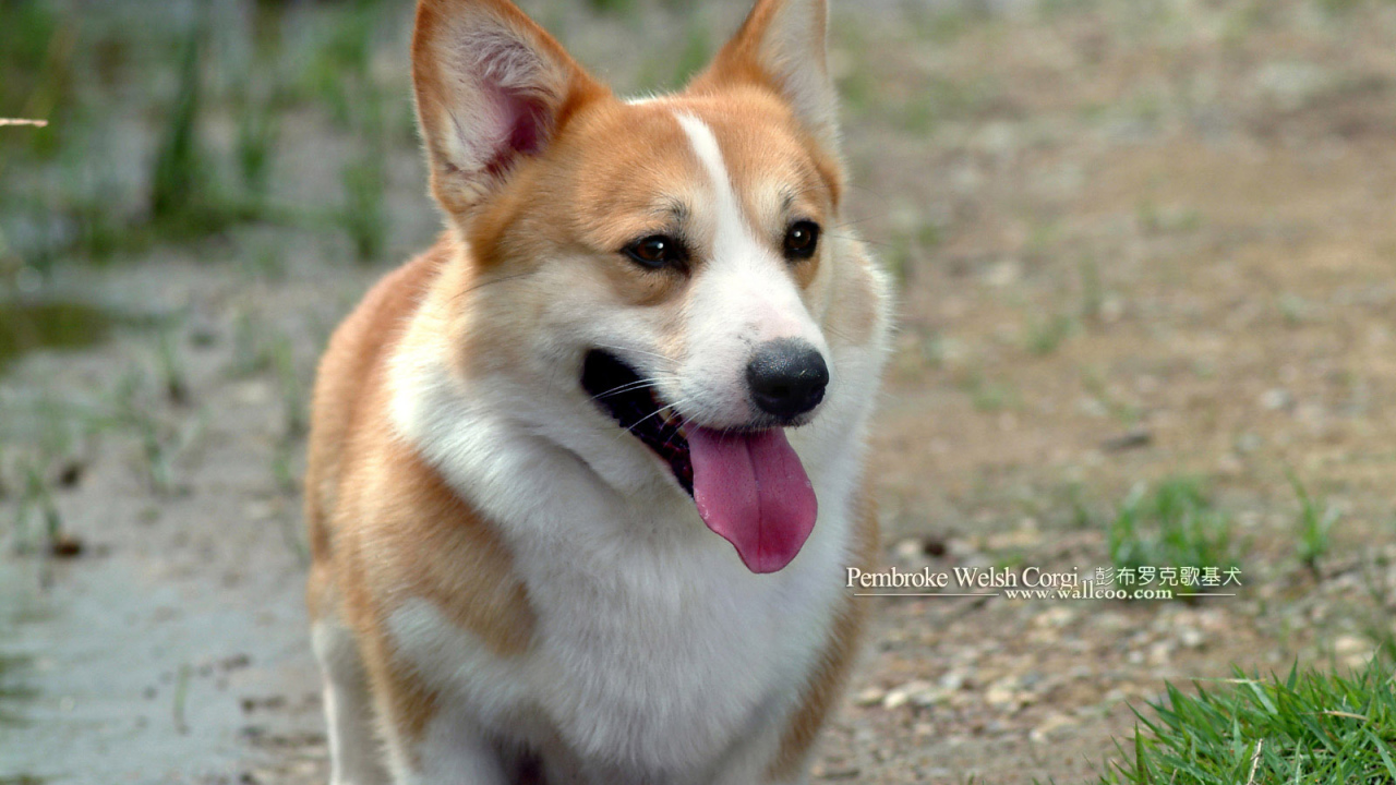 Улыбающийся пес вельш-корги