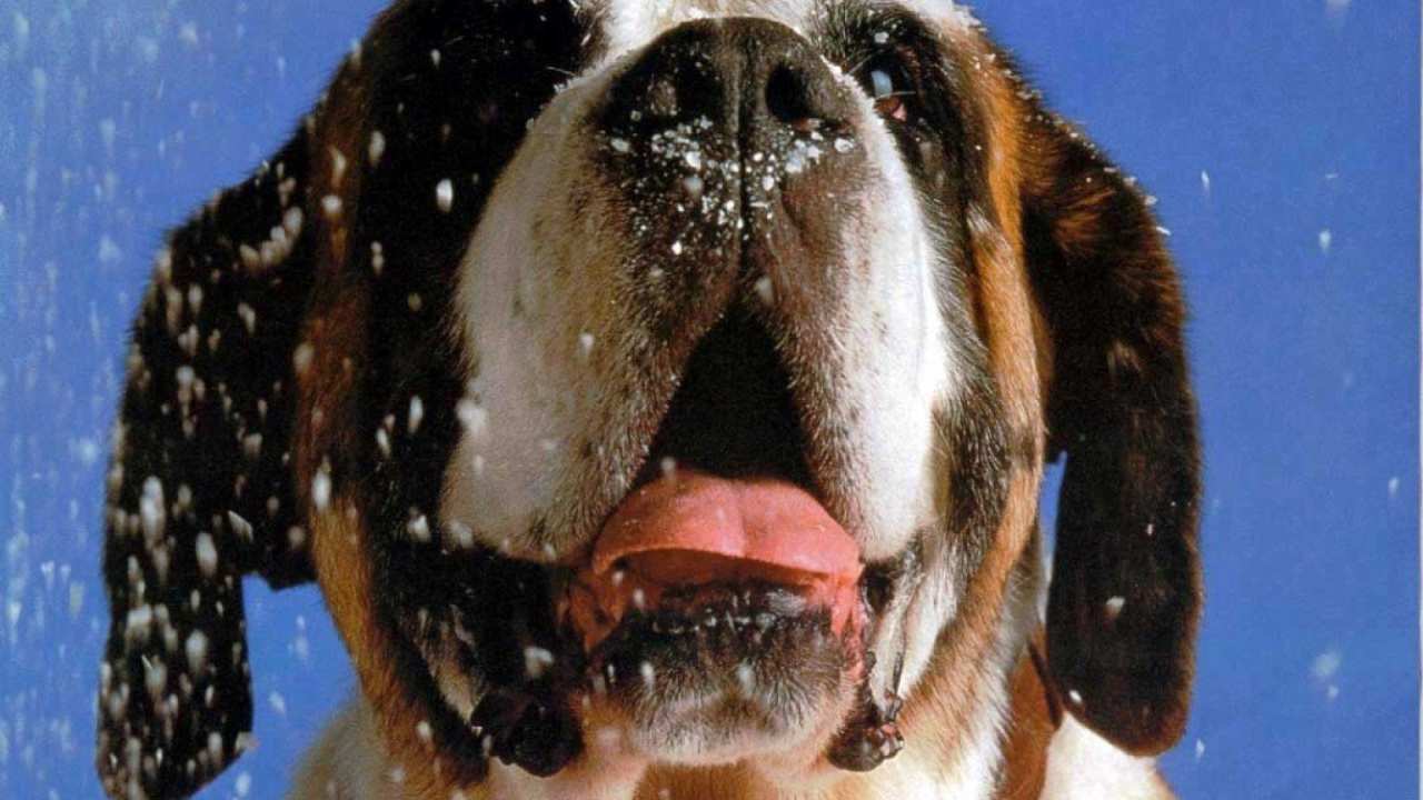 Снег на морде сенбернара