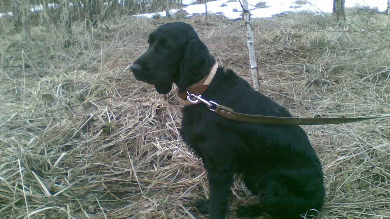 Собака спаниель в весеннем лесу