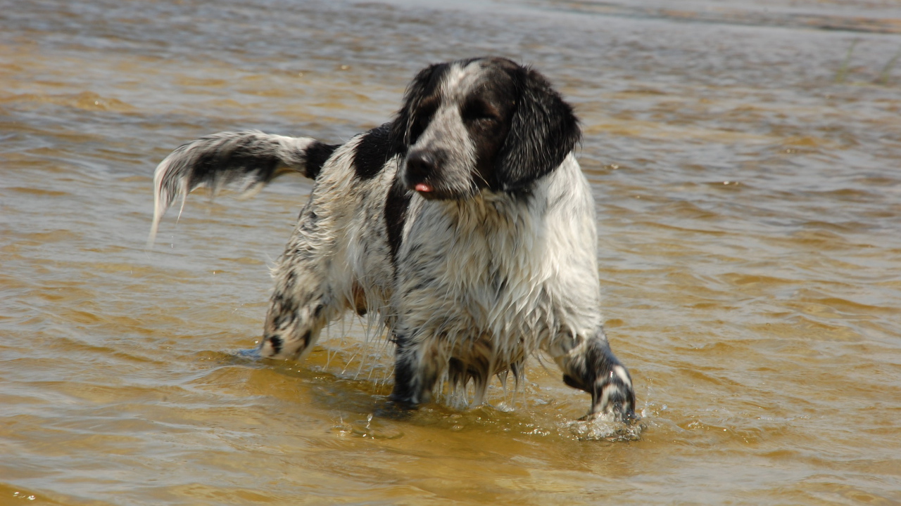 Спаниель играет в воде