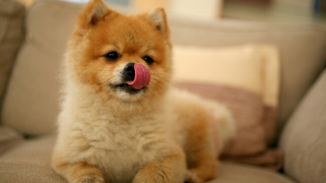 Шпиц облизывает нос