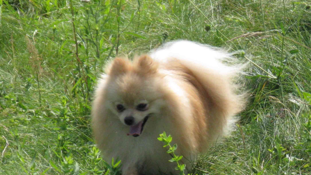 Шпиц бежит по лугу