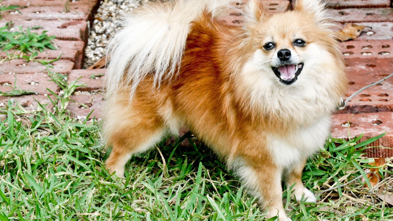 Шпиц улыбается на траве