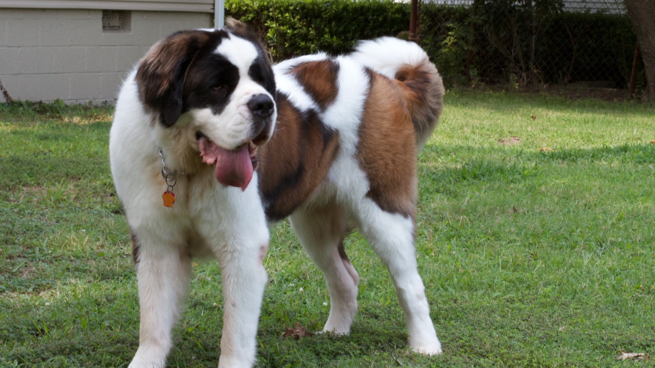 Сенбернар во дворе