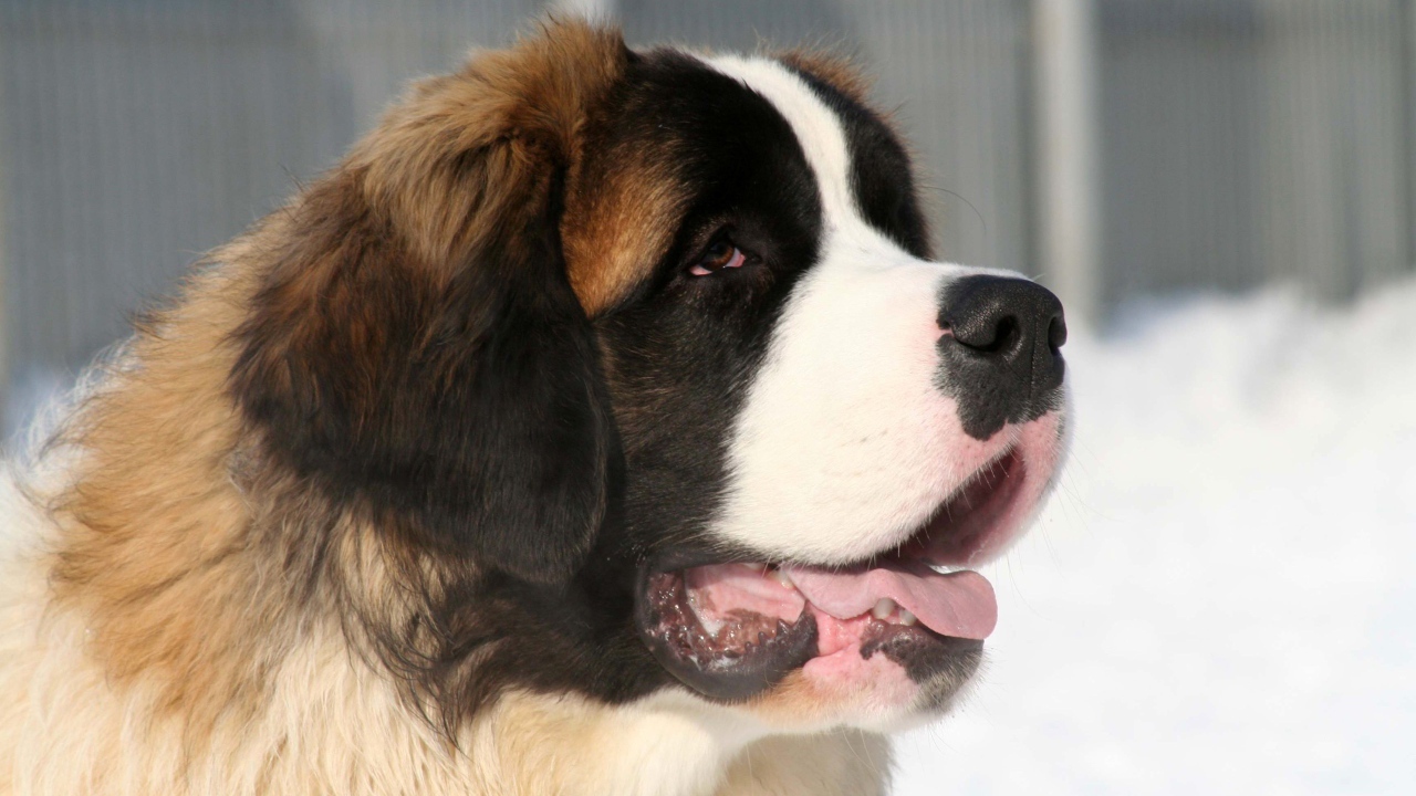 Собака сенбернар зимой