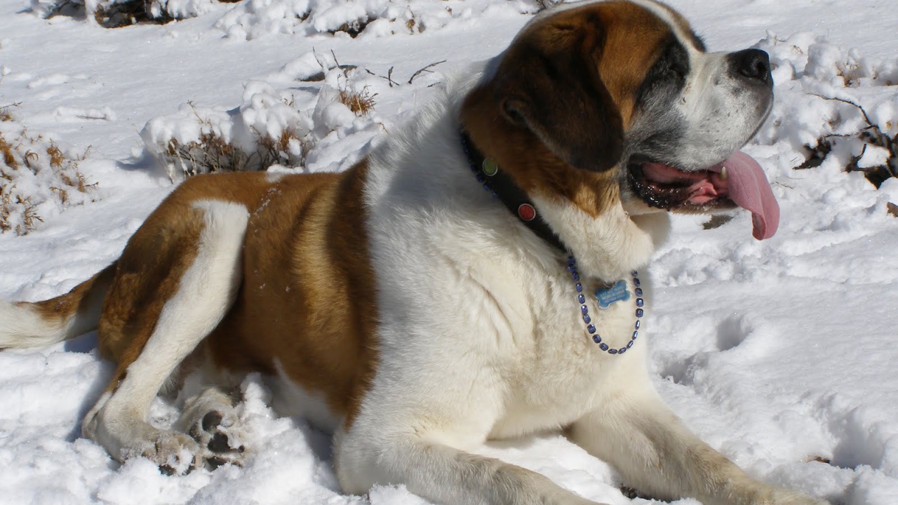 Сенбернар лежит в снегу