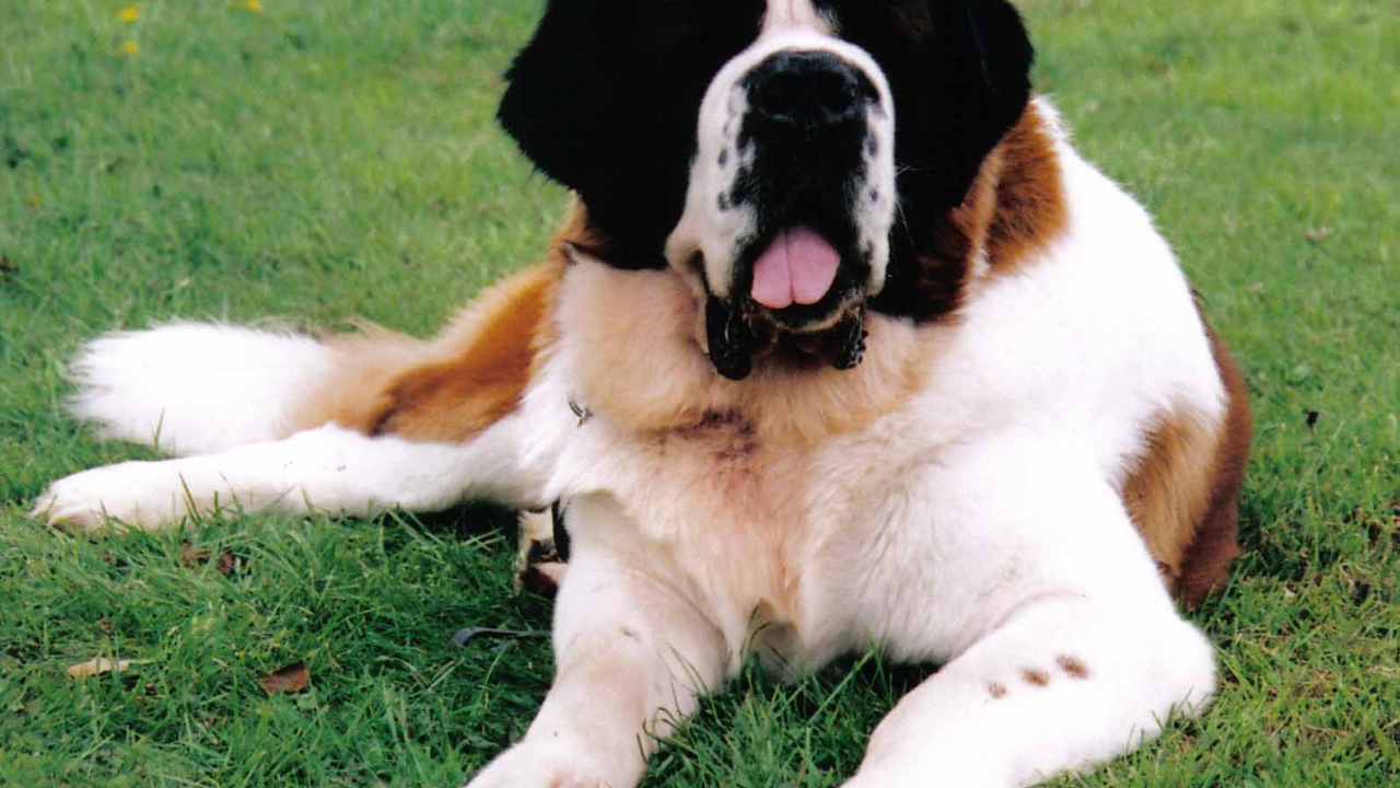 Сенбернар лежит на газоне