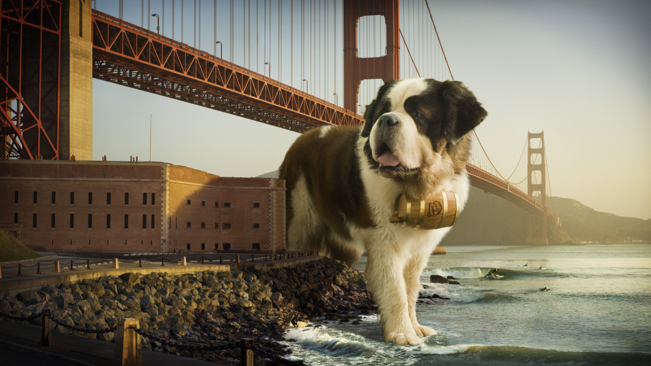 Сенбернар в Сан-Франциско