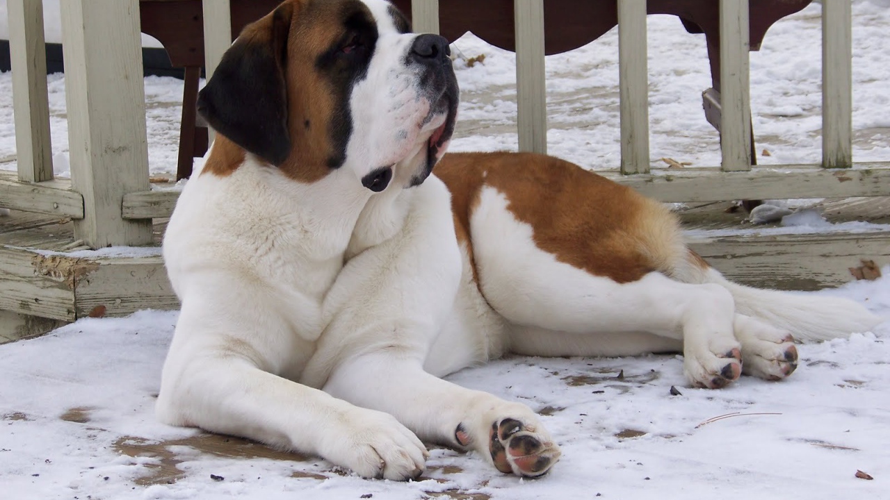 Сенбернар лежит у забора